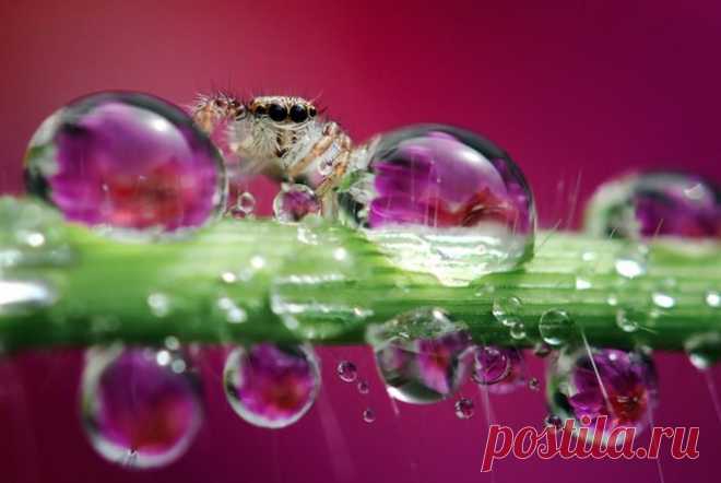 Жизнь насекомых от фотографа Nordin Seruyan - Путешествуем вместе