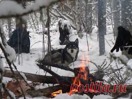 Однажды сидя у костра, Охотник, гладя свою лайку, Распив бутылку коньяка, Рассказывал такую байку: “Была камчатская зима, Одолевал скитаний голод. За сопки убралась пурга И кожу жёг колючий холод. Из носа пар валил столбом, В руках – набитое картечью Ружьё. И мысли лишь о том, Как не спугнуть зверей беспечных. Вот, обогнув большой валун, Я вижу: на крутом отроге Бредёт, оскалившись, шатун, Что не заснул в своей берлоге. Медведь, хозяин всей тайги, Подранок, на моё несчастье, С неотвратимостью…