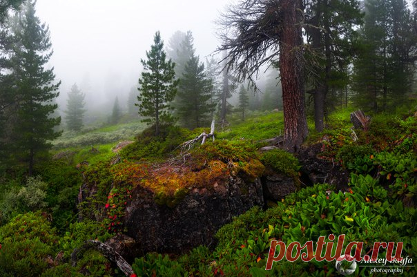 Туманное утро на хребте Хамар-Дабан, Россия. Автор фото: Алексей Байфа.