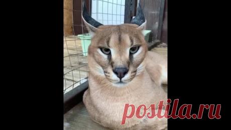 Каракалы невероятно красивые кошки!