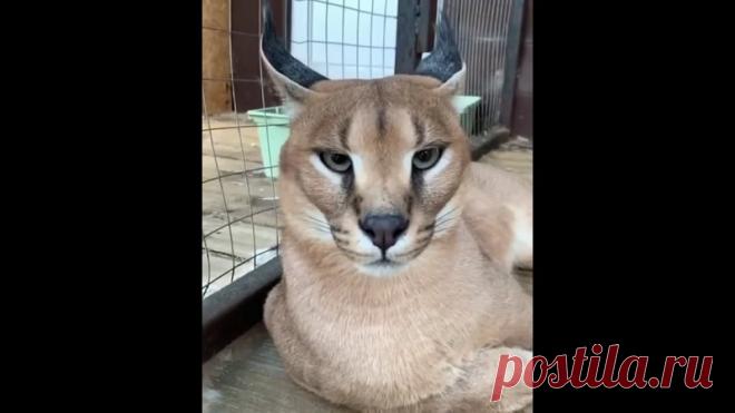 Каракалы невероятно красивые кошки!