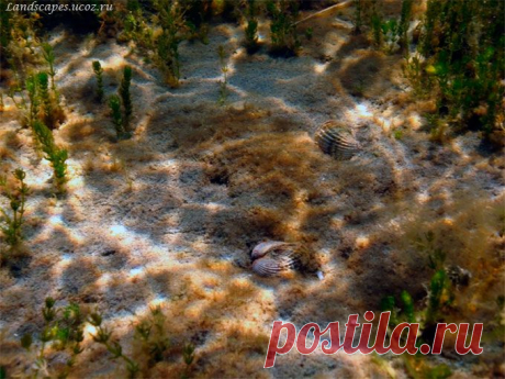 Underwater landscapes - Таманский залив 2007