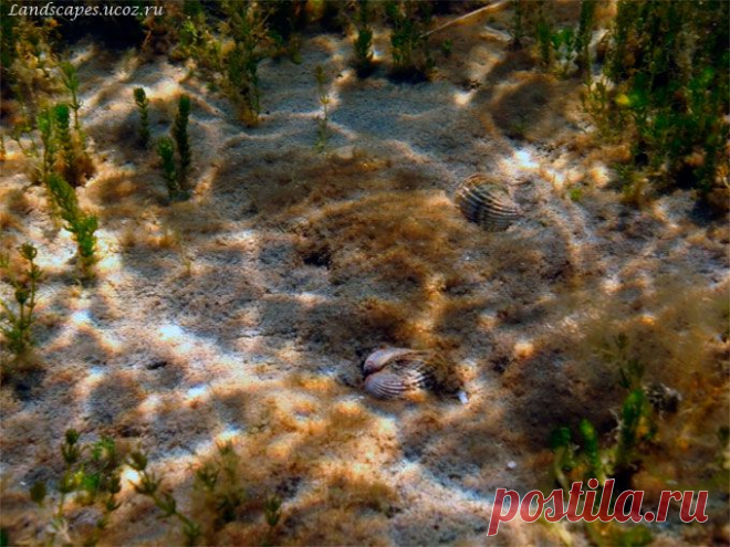 Underwater landscapes - Таманский залив 2007