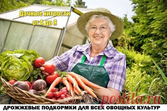 (1) Одноклассники