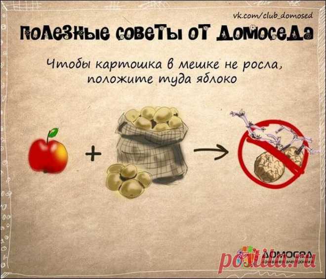 Полезные советы от Домоседа... - Блог Не лапулька на 24open.ru