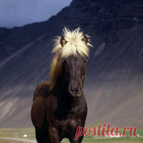 Лошадка с ледяной гривой - Истории из реальной жизни