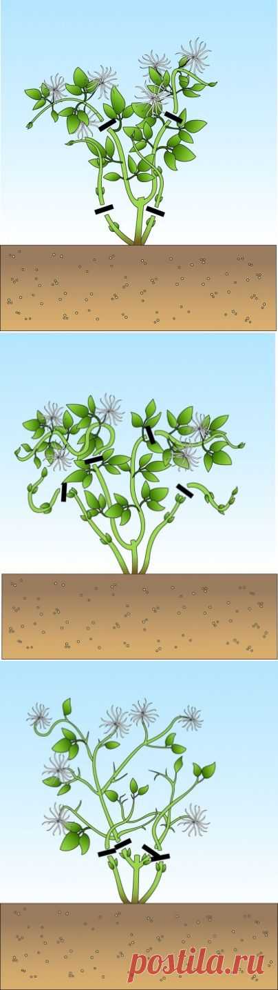 Как обрезать клематисы. - Садоводка