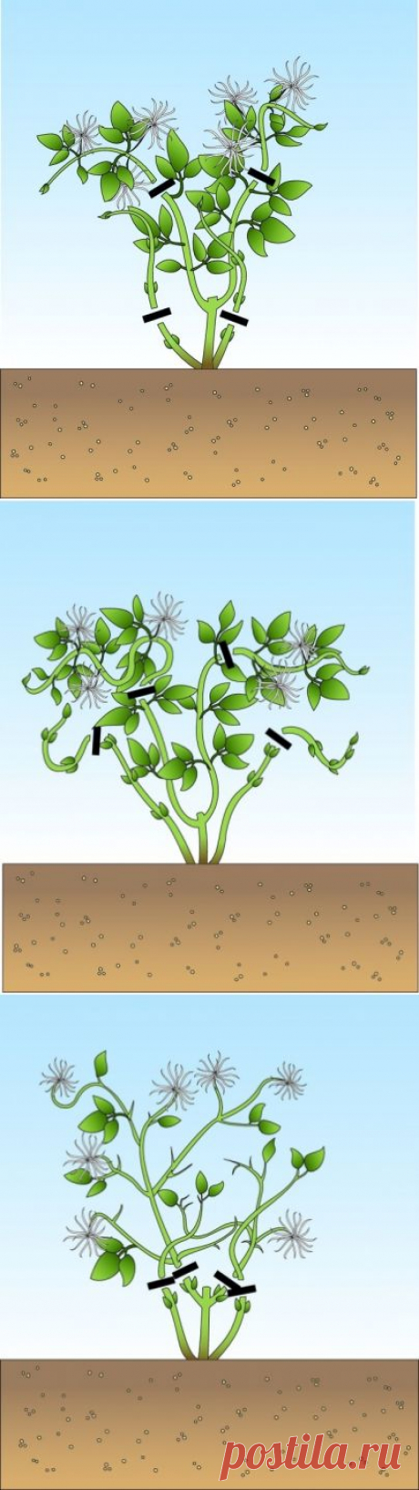 Как обрезать клематисы. - Садоводка