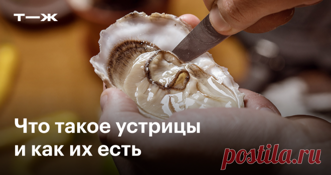 Гайд по устрицам: как их открывать и есть И можно ли ими отравиться