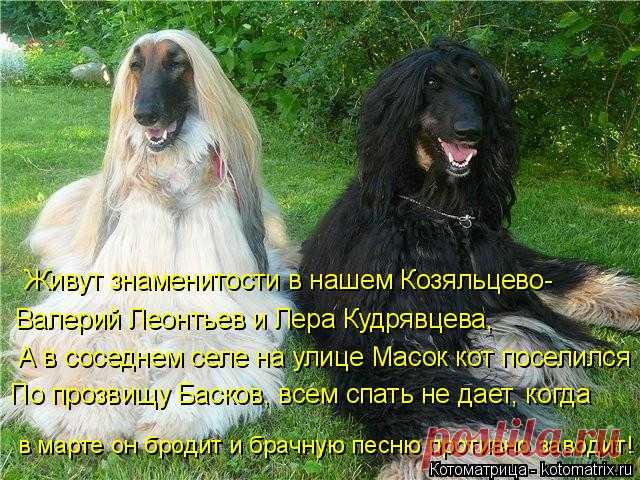 котоматрица лучшее за все время: 16 тыс изображений найдено в Яндекс.Картинках