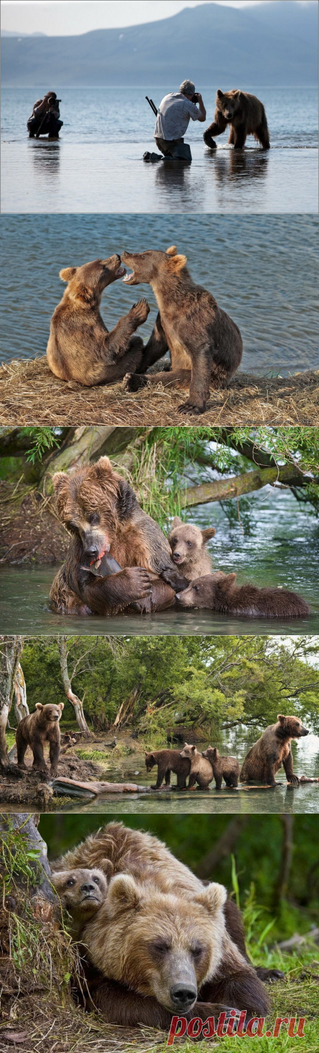 Медведи на Камчатке : НОВОСТИ В ФОТОГРАФИЯХ