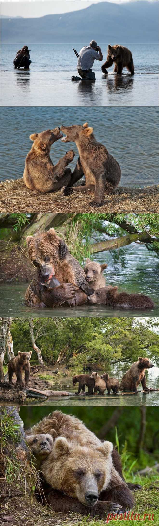 Медведи на Камчатке : НОВОСТИ В ФОТОГРАФИЯХ