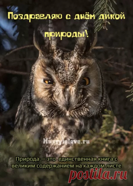 С Всемирным днем дикой природы
Тебя призываю к защите,
Прекраснейшей дикой природы.
Желаю тебе долгой жизни
И вечно хорошей погоды.