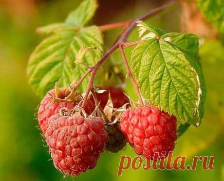 Как повысить урожайность ягодников - хитрости продвинутых садоводов