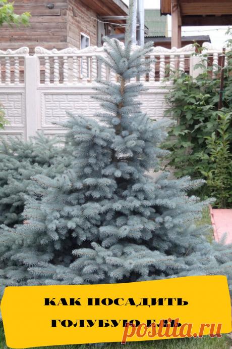 как посадить голубую ель