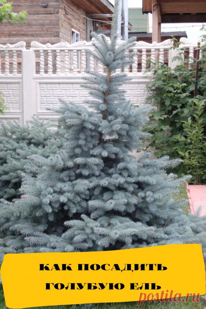 как посадить голубую ель