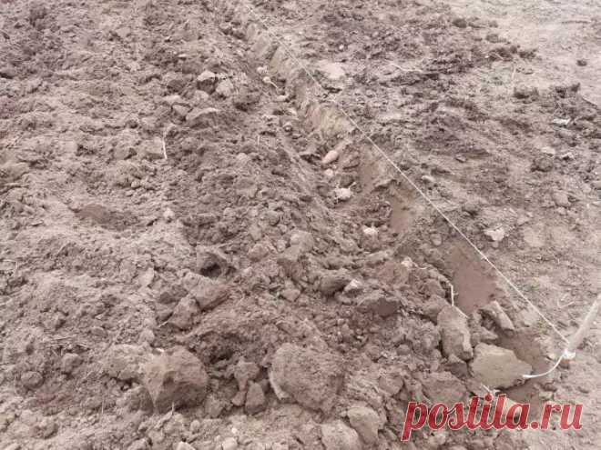 Как превратить песок в плодородную почву за копейки: гениальный метод. Песчаная почва — не приговор. Да, она быстро теряет влагу и питательные вещества, но это легко исправить без тонн чернозема или дорогих удобрений.