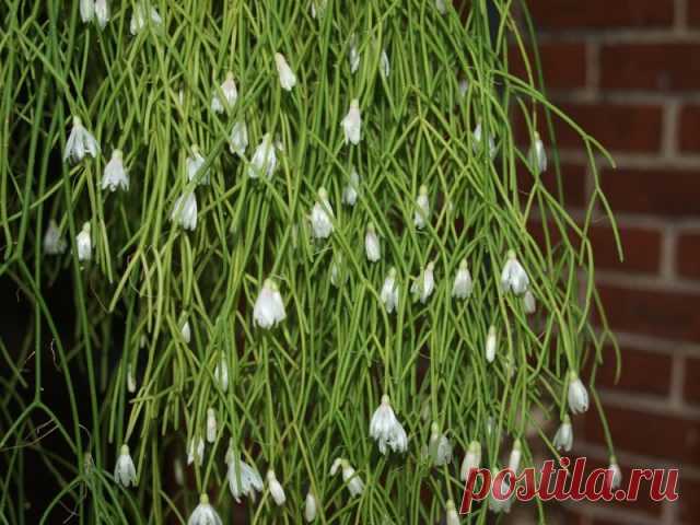 Рипсалис кампос-порто (Rhipsalis campos-portoana)