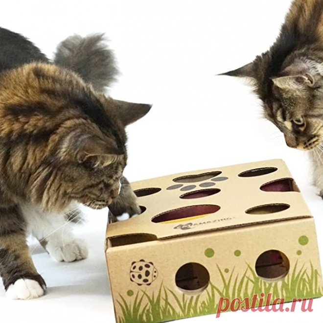 Amazon.com : CAT AMAZING – Best Cat Toy Ever! Interactive Treat Maze & Puzzle Feeder for Cats : Pet Mice And Animal Toys : Pet Supplies