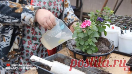 ФИКС ПРАЙС для ДАЧИ. ДЕШЕВО и КРАСИВО. ПЕТУНИЯ ПОСАДКА и УХОД.
https://www.youtube.com/watch?v=IBlZRzHHhdM&list=PLqCZWqsWs4QI2jIVDydRiC89VcElb2QgH
Петуния. Петуния посадка и уход советы по выращиванию. Как же ухаживать за петунией, как часто поливать петунию, чтобы добиться пышного цветения. Как добиться пышного цветения петунии - тема данного видео. Как вырастить петунию, чтобы она обильно цвела все лето? 
Другие видео на тему Петунии. Петуния Уход : 
Как вырастить красавицу петунию? 
https:/
