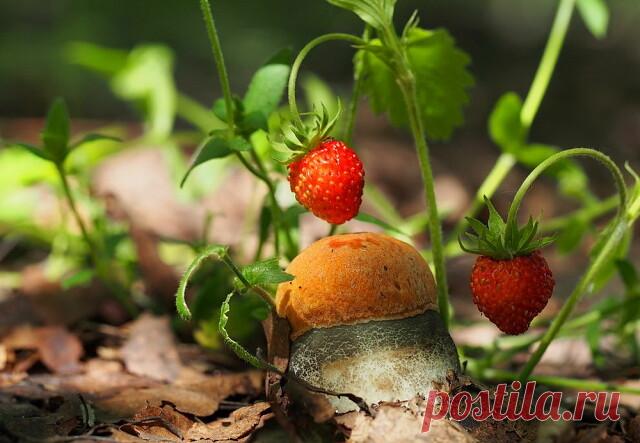 АРОМАТЫ ЛУГОВОГО РАЗНОТРАВЬЯ...