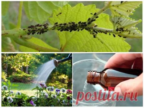 НАШАТЫРНЫЙ СПИРТ ПРОТИВ НАСЕКОМЫХ
Сохраните, чтобы не потерять!

 Иногда просто нет сил бороться с муравьями, которые бесконечными чередками появляются на кухне неизвестно откуда. Здесь поможет нашатырный спирт!

Надо добавить в 1 л воды 100 мл нашатыря и промыть этим раствором всю кухонную мебель. Не стоит опасаться специфического «аромата» — он выветривается за несколько минут. Для нас. А «квартиранты» будут ощущать его еще долго и забудут дорожку в ваш дом. 
 Еще нашаты...