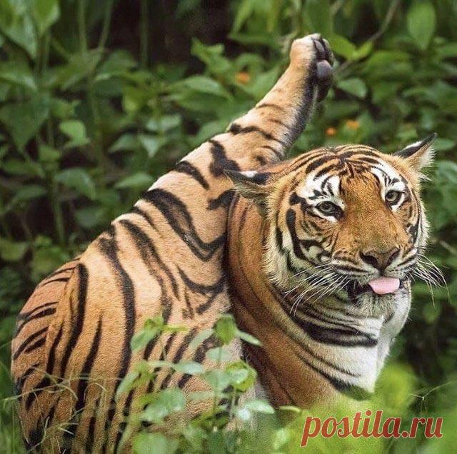 20 раз, когда кошки, собаки и другие животные вели себя неадекватно и это весело