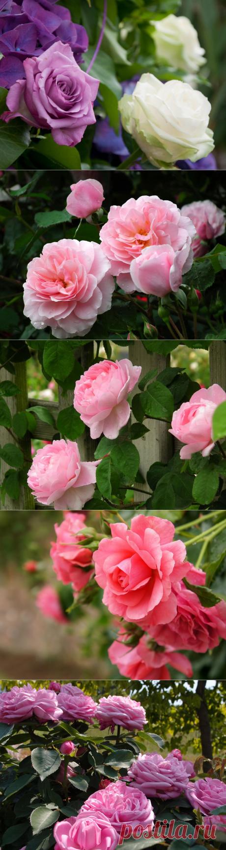 Обои для рабочего стола. Цветы..