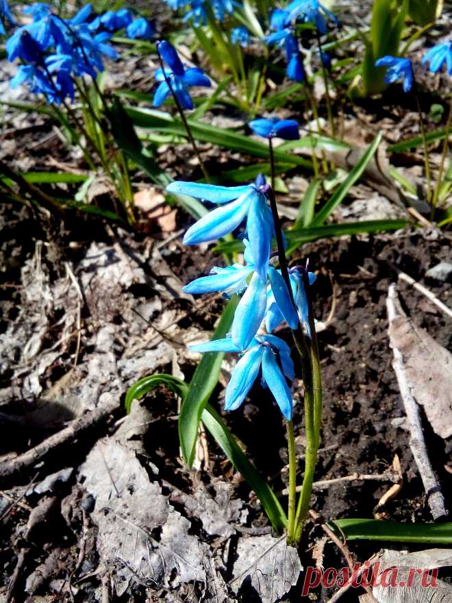 Подснежник