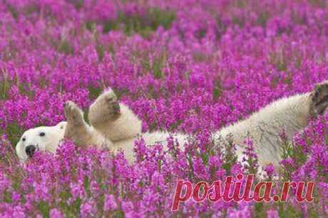 ИВАН ЧАЙ – НАСТОЯЩИЙ РУССКИЙ ЧАЙ