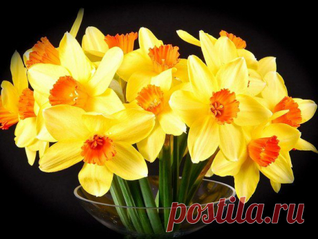 Цвет жёлтый! Цвет общения, радости, веселия,
Цвет золотых лучей и зова приключения,
Примета скорой Осени! Имеет всё значение -
Багрянцы в золотом и Солнца отражение...........