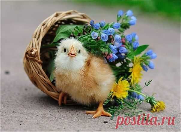 хх