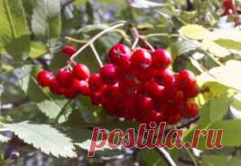 Рябина обыкновенная. Лекарственные растения - Комнатные растения, уход, энциклопедия растений, домашние цветы, фото, названия