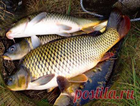 Правильный монтаж ходовой донки на крупную рыбу | Блоги о даче и огороде, рецептах, красоте и правильном питании, рыбалке, ремонте и интерьере