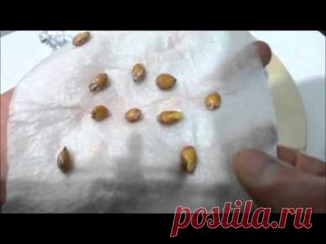 Cómo germinar limones y mandarinas