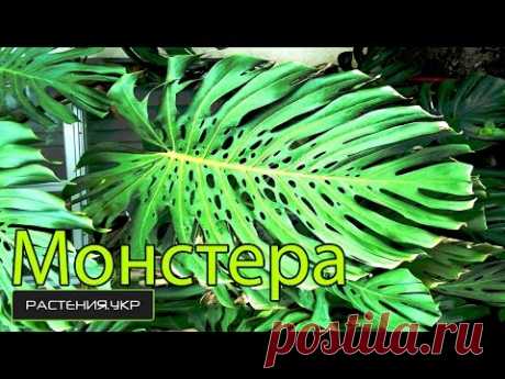Как правильно подвязывать монстеру? / монстера уход в домашних условиях