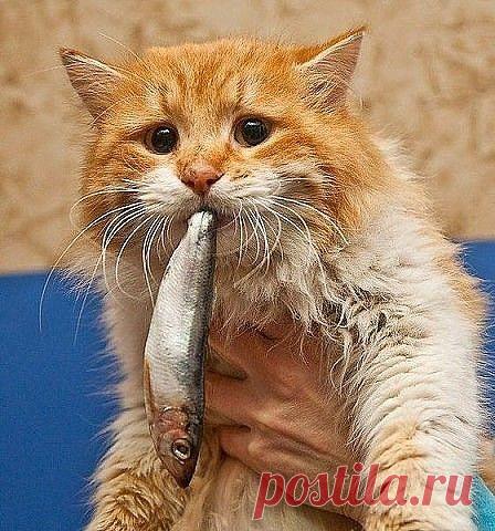 Кот Чубайс. Пойман с поличным, но явно оправдывается