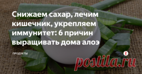 Снижаем сахар, лечим кишечник, укрепляем иммунитет: 6 причин выращивать дома алоэ Алоэ вера — это лучшее натуральное средство, которое мы только можем предложить своей коже. Но помимо этого, алоэ обладает и другими преимуществами, из-за которых точно стоит выращивать его дома!
1. Алоэ вера укрепляет иммунную систему
Для достижения этой цели вам следует приготовить себе вот такой напиток:
Ингредиенты:
