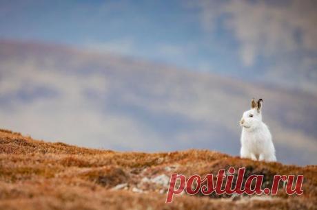 Победители конкурса фотографий Mammal Photographer 2020