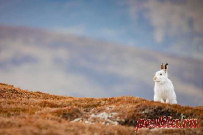 Победители конкурса фотографий Mammal Photographer 2020