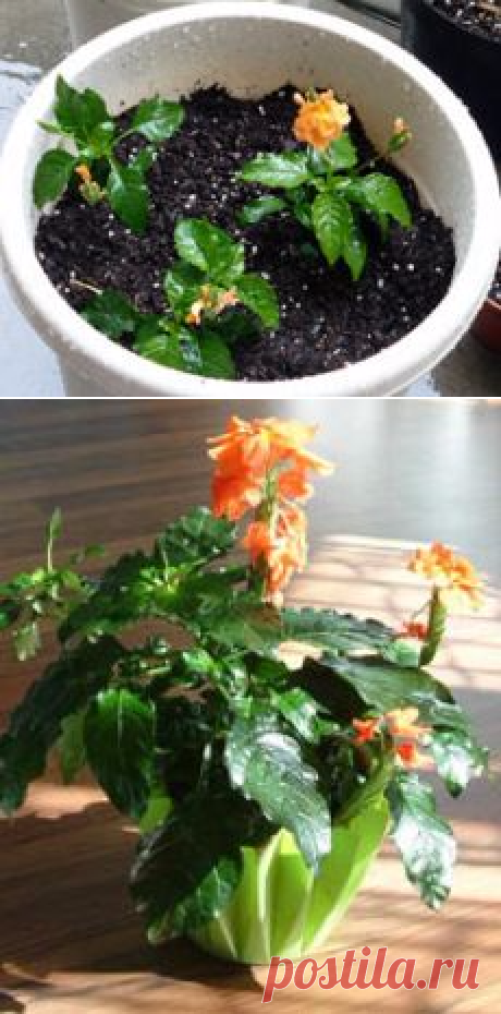 Кроссандра: уход и размножение