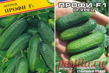 Самые ранние гибриды огурцов выбрала для посадки - урожайные, устойчивые к холоду и болезням | Дачный дневник пенсионерки | Яндекс Дзен