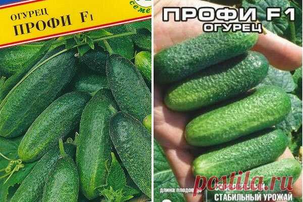 Самые ранние гибриды огурцов выбрала для посадки - урожайные, устойчивые к холоду и болезням | Дачный дневник пенсионерки | Яндекс Дзен