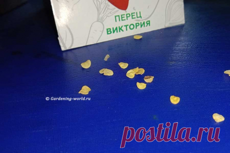 Как прорастить семена перца — скоростной способ, фото эксперимента | Дача - это маленькая жизнь | Дзен