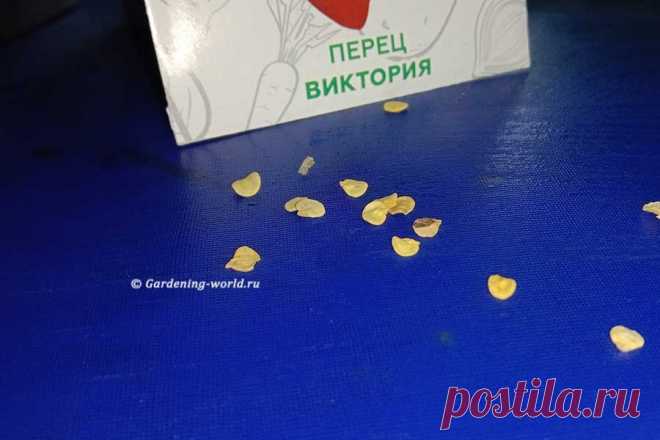 Как прорастить семена перца — скоростной способ, фото эксперимента | Дача - это маленькая жизнь | Дзен