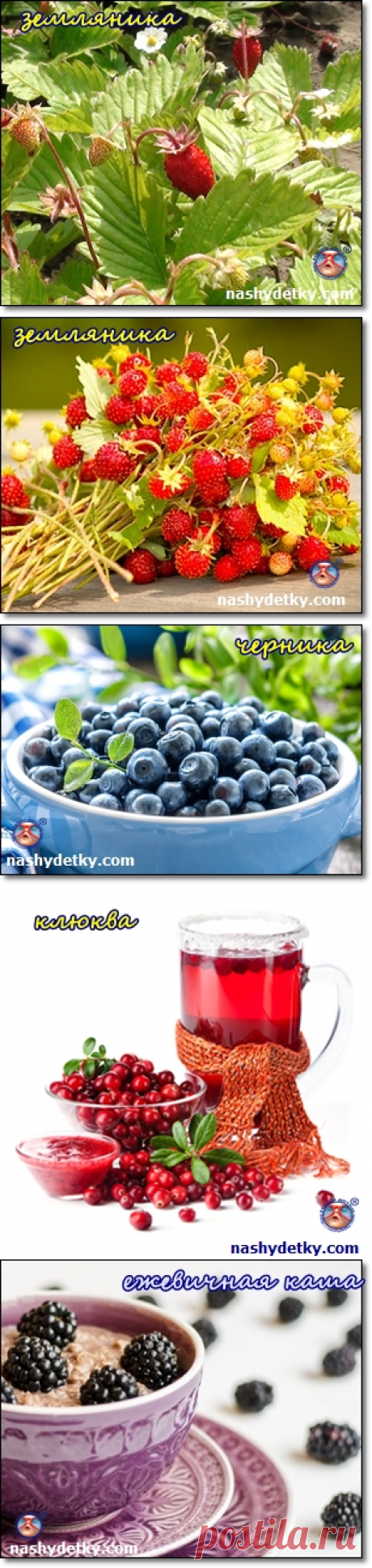 Ягоды для детей (полезные свойства лесных ягод)