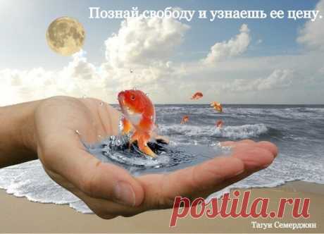 Афоризмы в картинках | Авторские Афоризмы | Яндекс Дзен