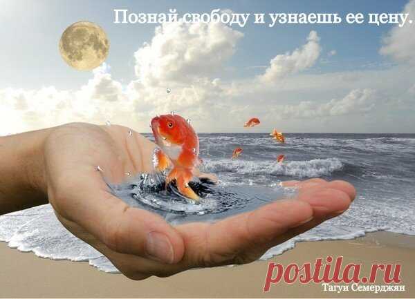 Афоризмы в картинках | Авторские Афоризмы | Яндекс Дзен