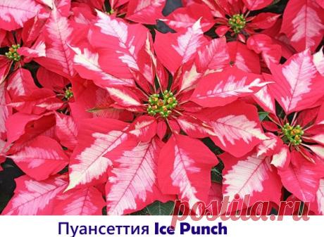 А какой сорт пуансеттии выращиваете дома вы?