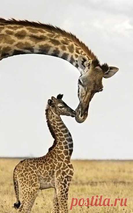 Giraffe's First Kiss